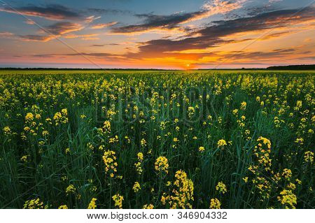Sunset Sunrise Sky Over Horizon Of Spring Flowering Canola, Rapeseed, Oilseed Field Meadow Grass. Bl