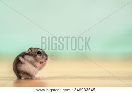 Closeup Of A Small Funny Miniature Jungar Hamster Sitting On A Floor. Fluffy And Cute Dzhungar Rat A