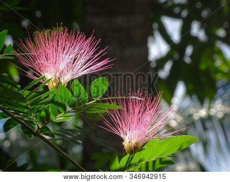 Closeup Of Two Beautiful Tropical Silk Acacia Flowers In Bloom With Sun Shining Through And Leafs Vi