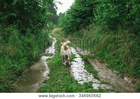 Labrador Retriever Walking Along Path In Nature