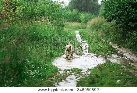 Labrador Retriever Walking Along Path In Nature