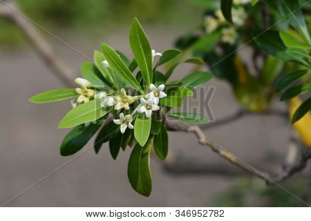 Kohuhu Leaves - Latin Name - Pittosporum Tenuifolium