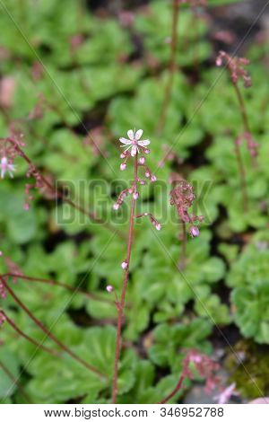 Pyrenean Saxifrage - Latin Name - Saxifraga Umbrosa