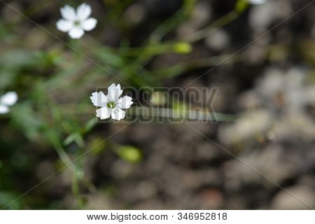 Alpine Catchfly Flower - Latin Name - Silene Alpestris (heliosperma Alpestre)