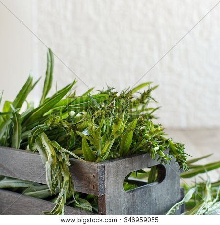 Fresh Raw Italian Chicory (puntarelle) From A Local Farmers Market