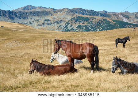 Horses On Alpine Plateau In The Carpathian Mountains, Romania. View Of Transalpina Tourist Highway A