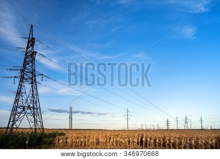 A Large Number Of Electric Poles With High-voltage Wires In The Middle Of A Field With Dry Corn Plan