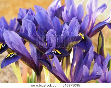 Closeup Of Beautiful Miniature Purple Iris Flowers, Iris Histrioides Variety Palm Springs