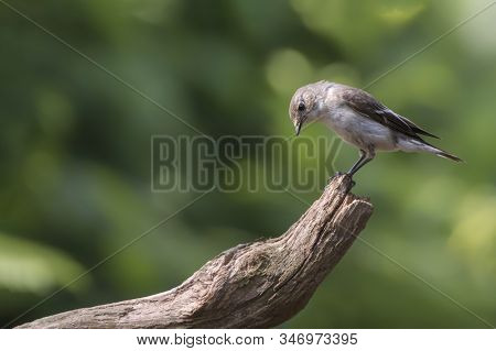 European Pied Flycatcher (ficedula Hypoleuca On A Branch In The Forest Of Noord Brabant In The Nethe