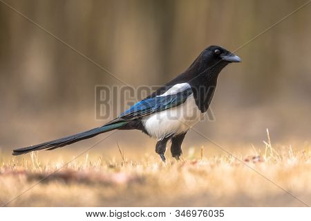 Eurasian Magpie (pica Pica) Looking At Camera In Kiskunsagi National Park, Pusztaszer, Hungary. Febr