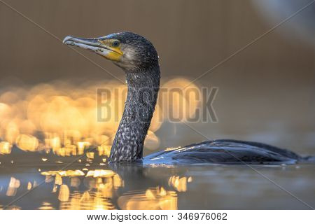 Great Cormorant (phalacrocorax Carbo) With Golden Backlight Sunset Reflection In Lake Csaj, Kiskunsa