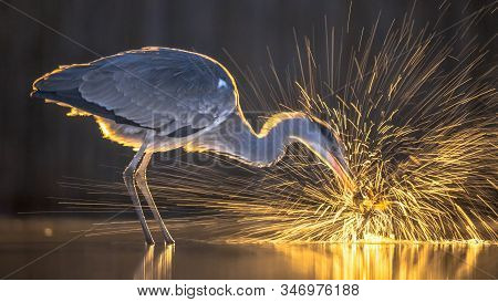 Silhouette Of Grey Heron (ardea Cinerea) Catching Fish At Night At Lake Csaj, Kiskunsagi National Pa