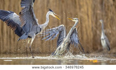 Two Grey Herons Fighting Over Territory At Lake Csaj, Kiskunsagi National Park, Pusztaszer, Hungary.