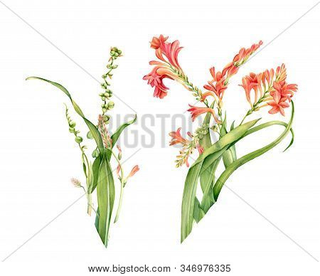 Watercolor Crocosmia Flowers Set. Colourful Tropical Plant In Bloom Isolated On White. Botanical Flo