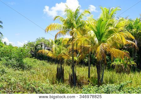 Close Up Of Tropical Forest, Jungle In Praia Do Forte, Brazil. Forest Supporting Lush Ferns And Palm