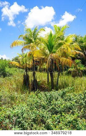Close Up Of Tropical Forest, Jungle In Praia Do Forte, Brazil. Forest Supporting Lush Ferns And Palm