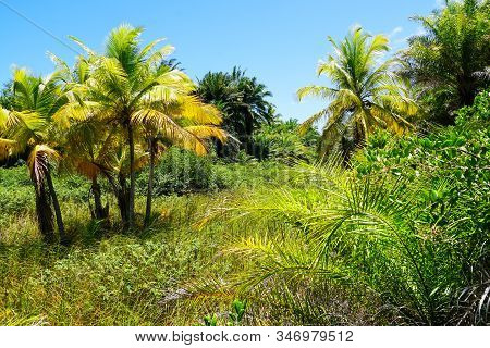 Close Up Of Tropical Forest, Jungle In Praia Do Forte, Brazil. Forest Supporting Lush Ferns And Palm