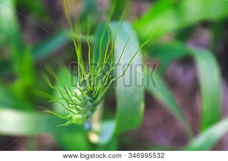 Abstract Top View Of Barley Head Awns