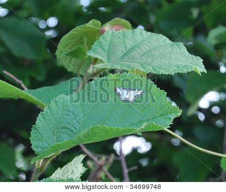 Sommerfugl