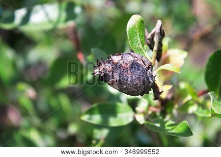 Closeup Of A Pine Cone Midget Gall On A Willow