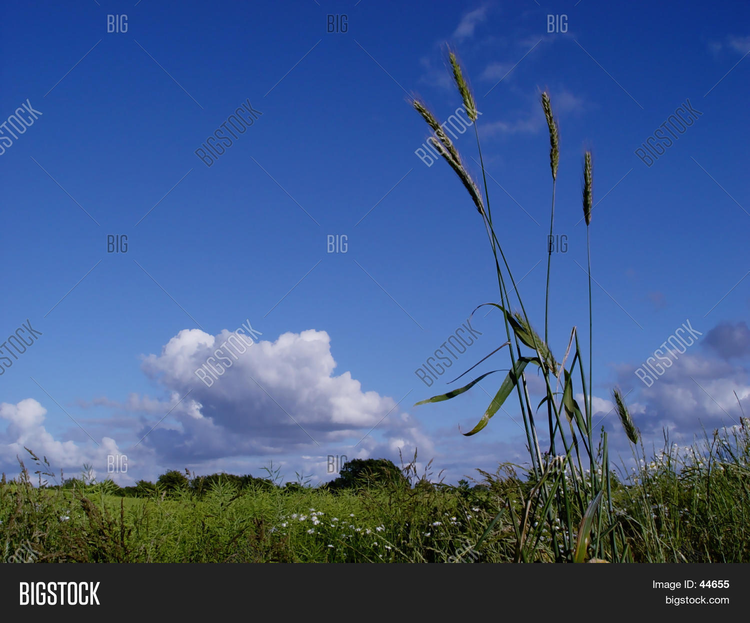 Image Preview