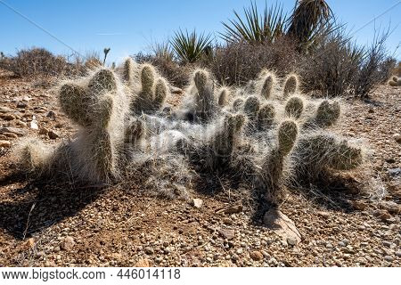 Long Haired Englemen Cactus In The Joshua Tree Desert In California