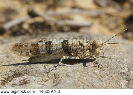 Sphingonotus Caerulans Is A Large Locust That Is Very Common In Rocky Heaths In The Mediterranean Ar