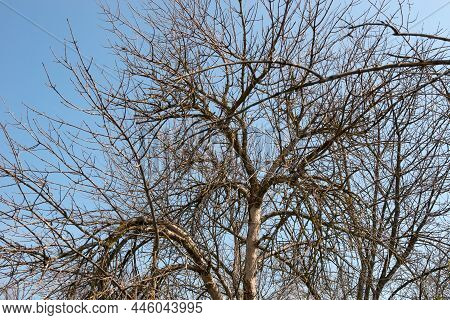 Trees Dry Up As A Result Of The Pest Eating The Roots. Ecological Catastrophy