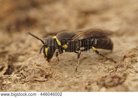 Detailed Closeup Of A Male Of A Yellow In Gard, France Masked Bee Species , Hylaeus