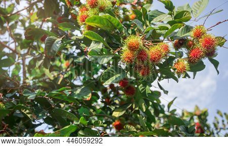 The Red Rambutan Is On The Rambutan Tree. Appetizing Thai Fruit. Tropical Fruit, Rambutan Tree Backg