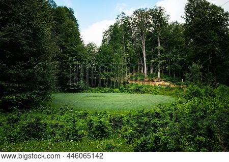 Beautiful Colorful Summer Spring Natural Landscape With A Lake In Park