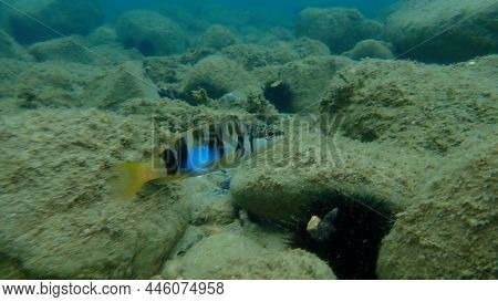 Painted Comber (serranus Scriba) Undersea, Aegean Sea, Greece, Halkidiki