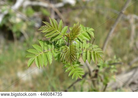 Tree Of Heaven Young Tree - Latin Name - Ailanthus Altissima