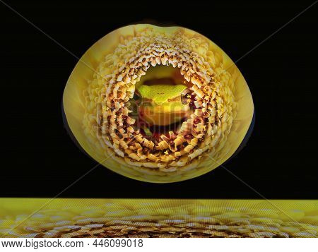 A Yellow Gerbra Flower Reflected From A Surface Tablet Into A Shiny New Spoon With A Frog Added To I
