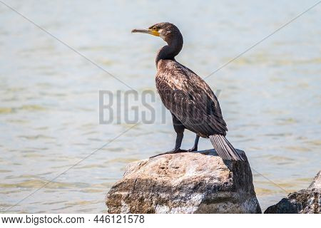 Great Cormorant, Phalacrocorax Carbo, Standing On A Stone On The Sea Shore. The Great Cormorant, Pha