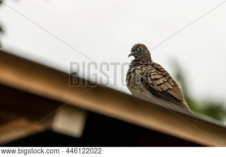 Zebra Dove Or Barrec Ground Dove Or Javanese Striated Ground Dove Sitting On A Roof On Kauai Island,