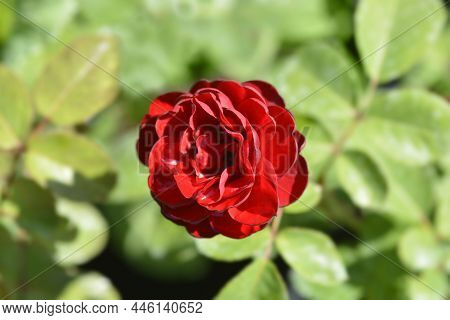 Red Floribunda Rose Nina Weibull - Latin Name - Rosa Nina Weibull