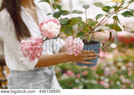 Focus On A Cropped Female Hands Holding Pot With Hydrangea In A Greengarden