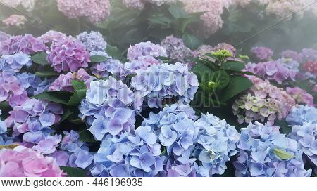 Hydrangea Flowers , Hydrangea Or Macrophylla Or Hydrangeaceae Plant