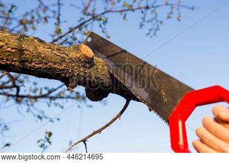 Closeup Of A Branch On A Tree With A Saw.