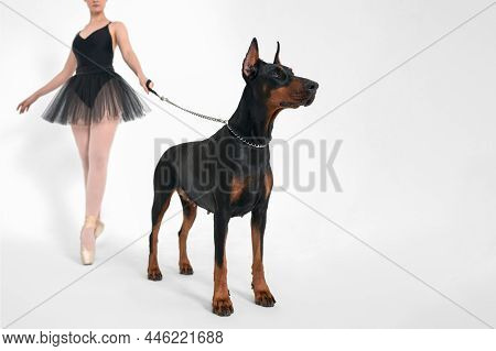 A Ballerina In A Black Tutu Ballet Holds A Doberman On A Leash. The Background Is White. Selective F