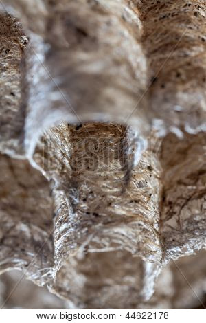 종이 말 벌 둥지