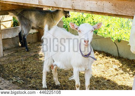 Cute Free Range Goatling On Organic Natural Eco Animal Farm Freely Grazing In Yard On Ranch Backgrou