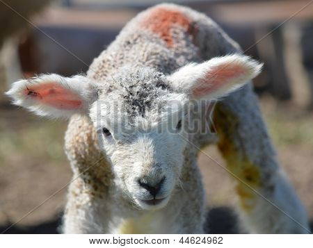 En tilltufsad unga Romney lamm