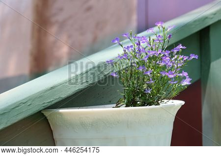 Flower Lobelia Erinus (edging Lobelia, Garden Lobelia Or Trailing Lobelia) In White Pot Bracket Outd