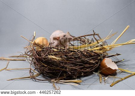 Creative Idea With Birth Concept.a Bald Little Rat Hatched From An Egg In A Nest.