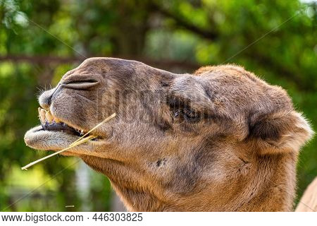 Dromedary, Camelus Dromedarius In Jerez De La Frontera, Andalusia In Spain