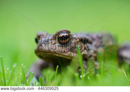 Closeup On An Adult Common European Toad, Bufo Bufo Against A Green Soft Bakcground