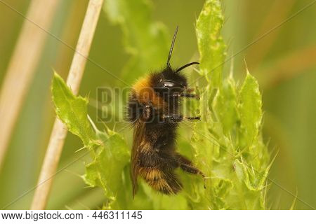 Closeup On A Male Of The Field Cuckoo-bee, Bombus Campestris Among Green Vegetation