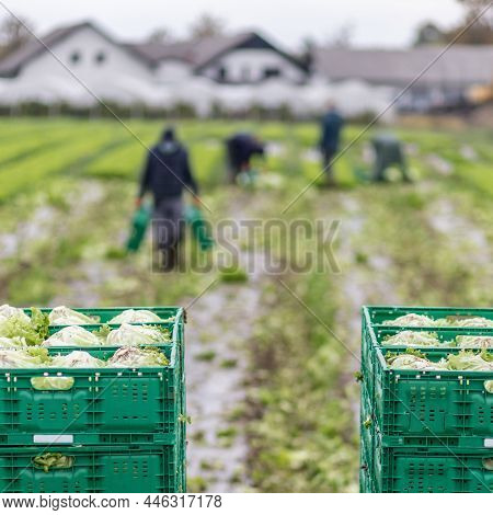 Letuce Heads In Wooden Baskets After Manual Harvest On Organic Letuce Farm. Agriculture And Ecologic